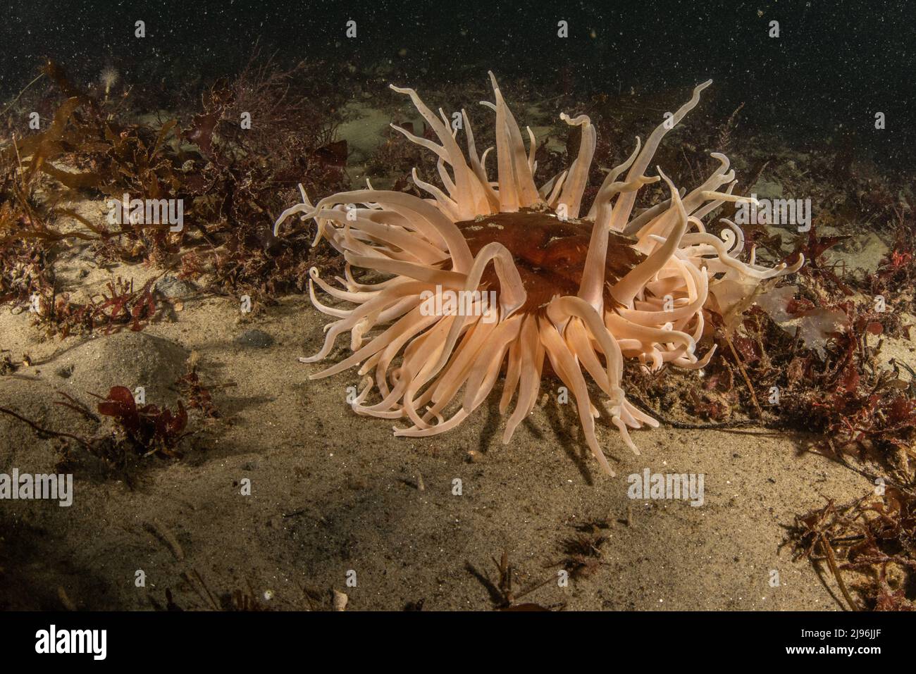 Urticina columbiana, l'anemone di sabbia rossa crosta - un invertebrato marino sul fondo dell'oceano nella baia di Monterey, California, Stati Uniti d'America del Nord. Foto Stock