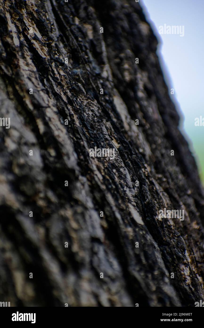 albero e disegni di legno Foto Stock