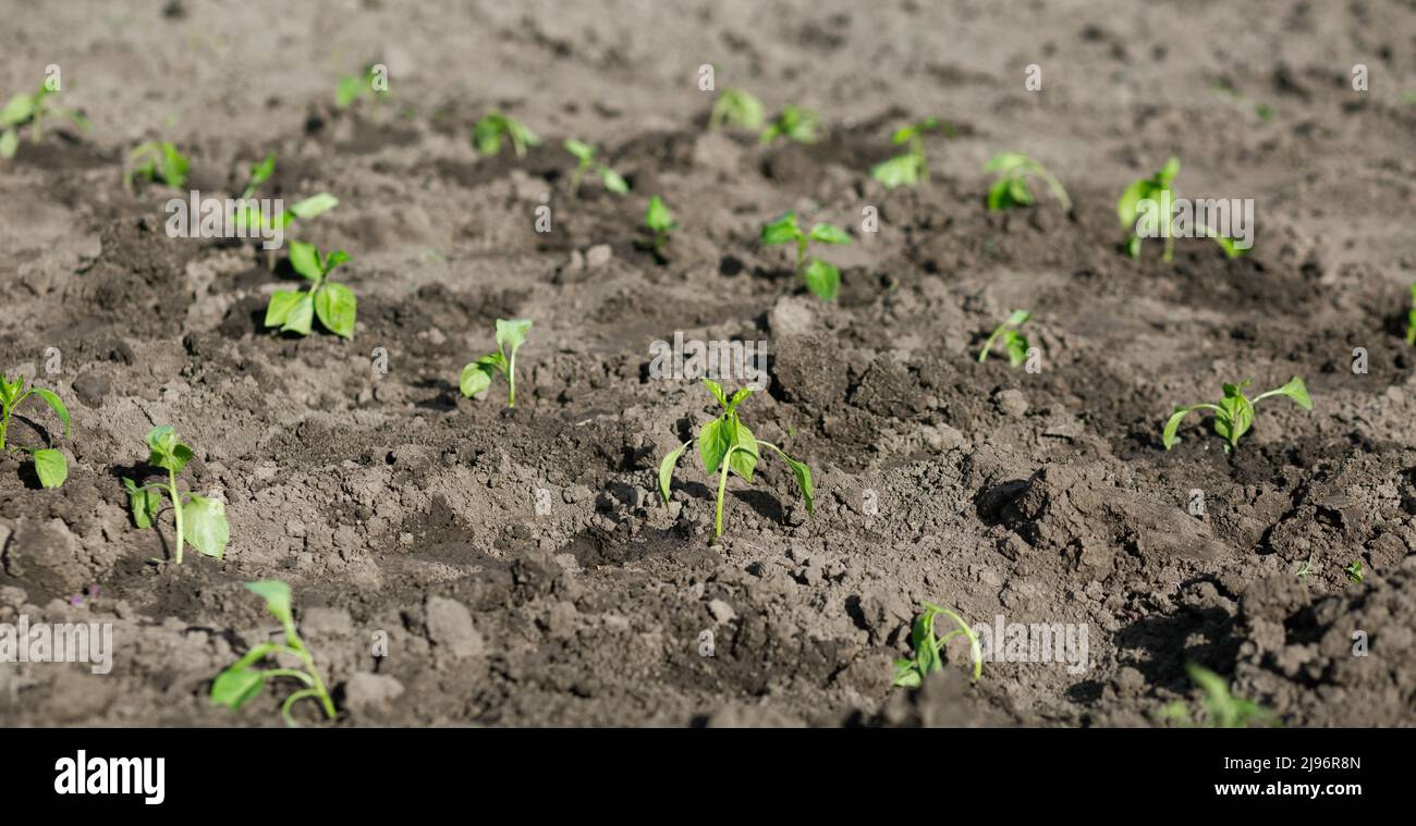 Piantare peperoni piantati. Orto, agricoltura, rurale, imprese Foto Stock
