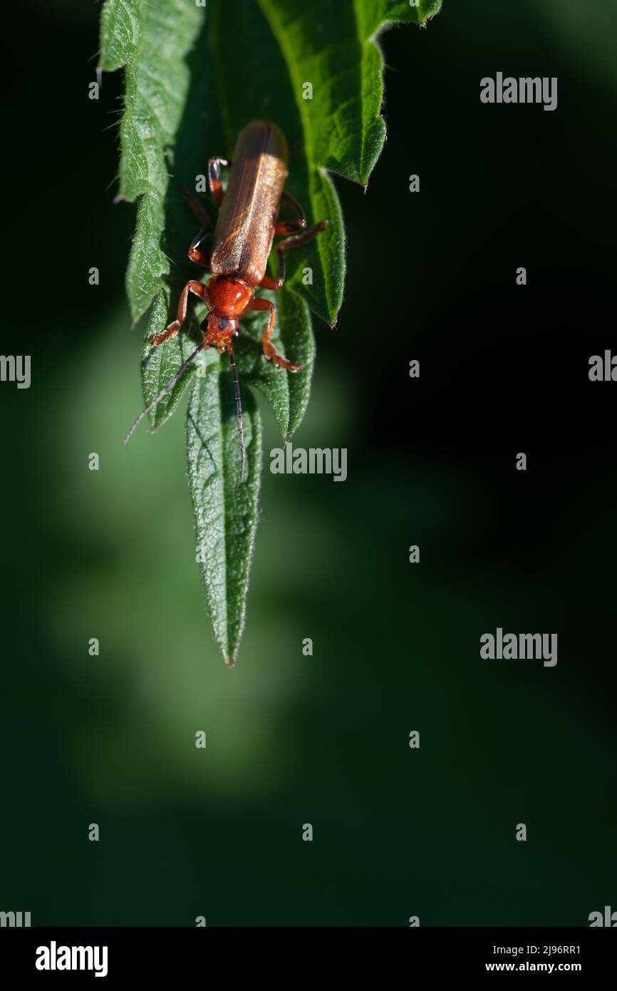 Primo piano di un piccolo scarabeo soldato marrone (Cantharidae) arroccato sul bordo di una foglia di una ortica pungente, su sfondo verde, in ritratto per Foto Stock