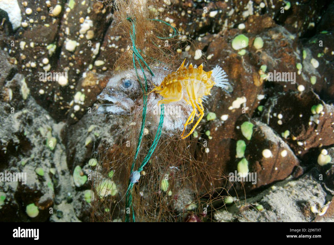 26 settembre 2009: BigHead morto sculpin appeso da lenza persa su un lago Baikal. Problema di attrezzi fantasma - qualsiasi attrezzo da pesca che è stato abbandonato, perso o altrimenti scartato, Lago Baikal, Olkhon isola, Siberia, Russia (Credit Image: © Andrey Nekrasov/ZUMA Press Wire) Foto Stock