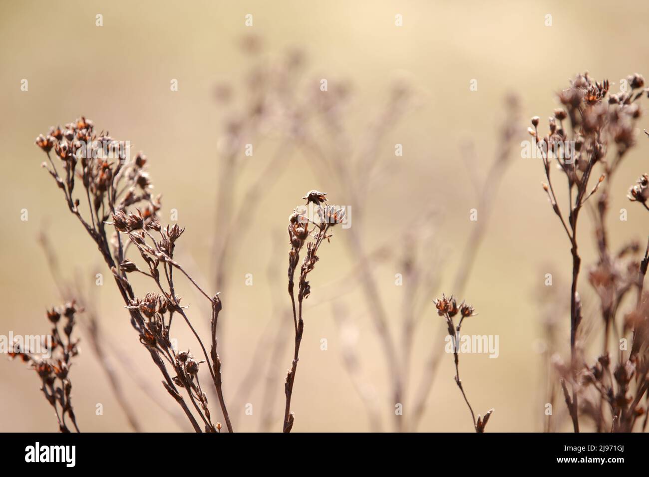 beige autunnale e tonalità dorate di piante secche. un ramo di erba secca su sfondo sfocato. sfondo naturale astratto Foto Stock