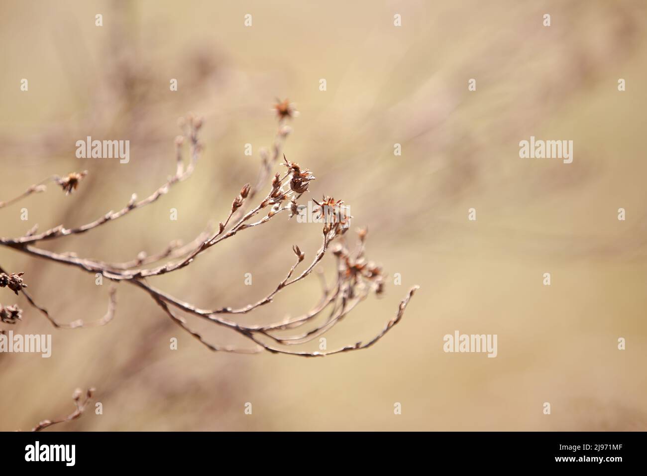 Un ramo di erba secca su sfondo sfocato. Sfondo naturale astratto. Beige autunnale e tonalità dorate di piante secche Foto Stock