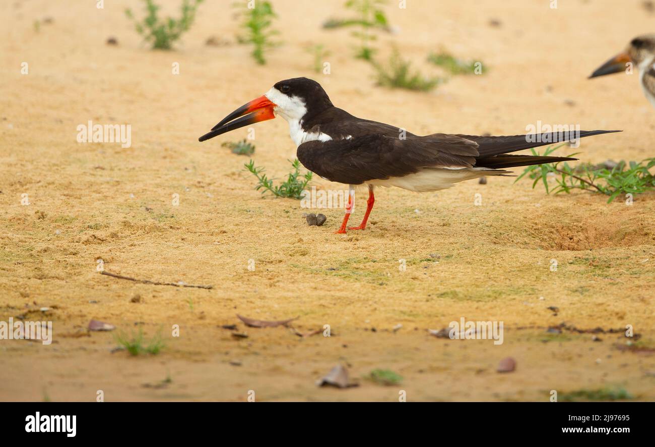 Black Skimmer (Rynchops niger) sulla riva sabbiosa del fiume Foto Stock