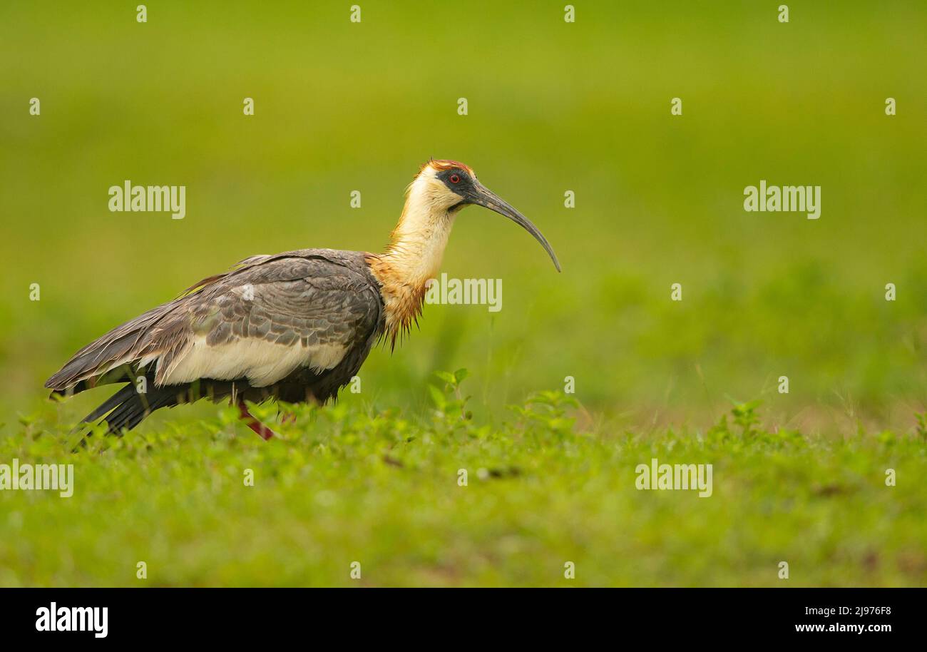 Buff-ibis a collo alto Foto Stock