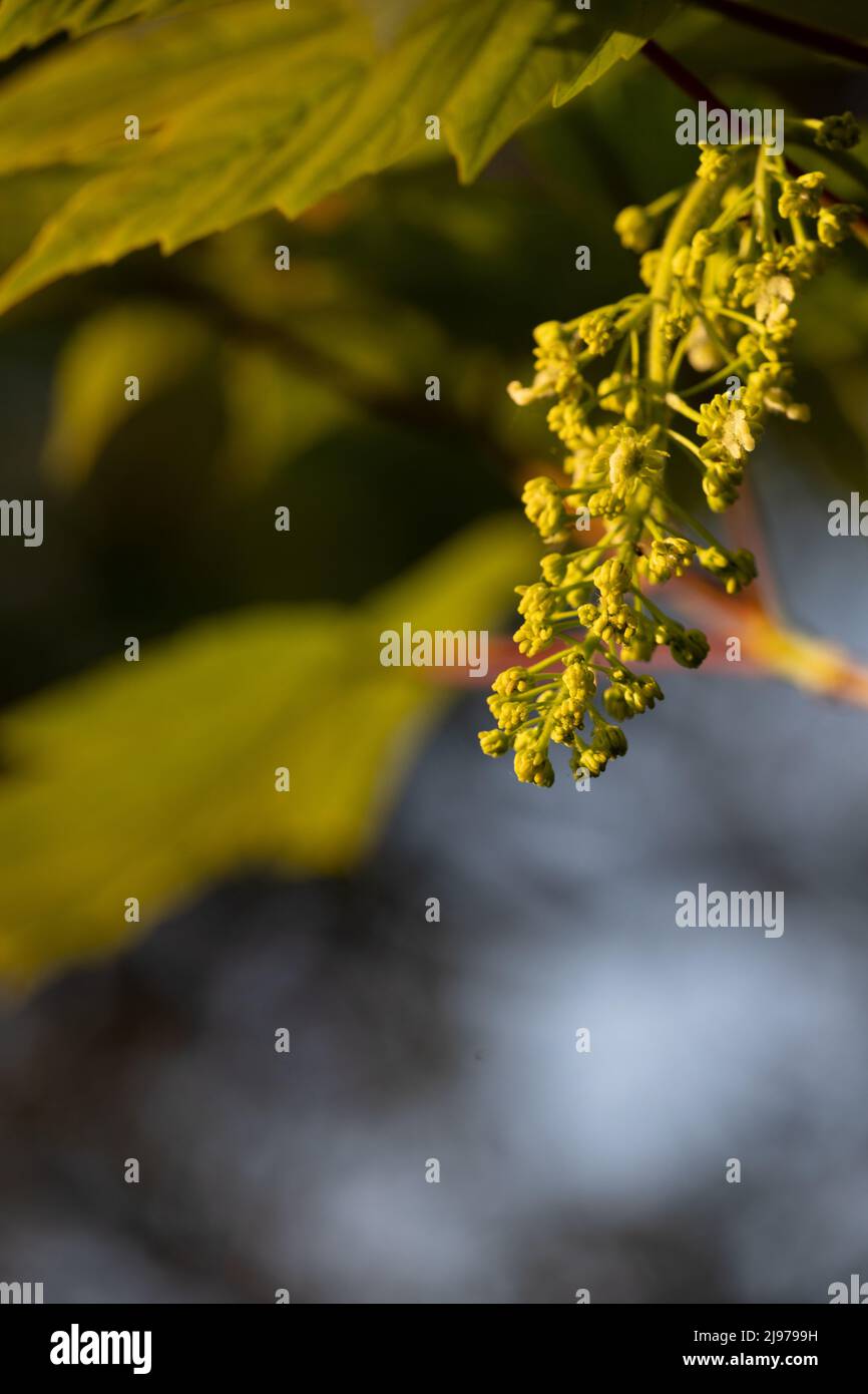Fiori di uva in primavera Foto Stock