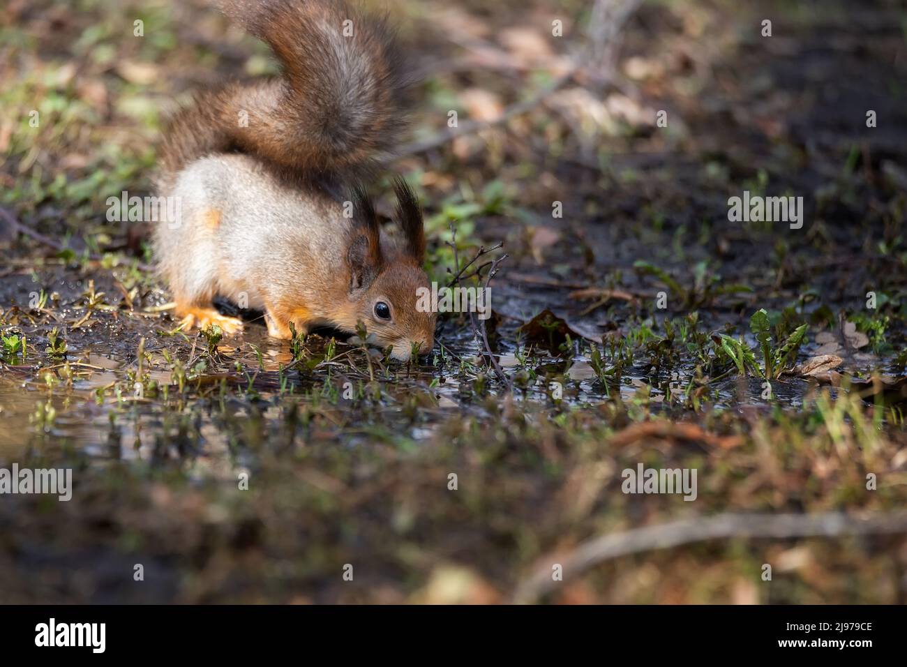 Un piccolo scoiattolo giovane e soffice siede sull'erba e mangia. Primo piano. Sfondo naturale con scoiattolo. Foto Stock