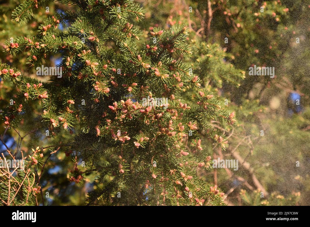 Abete Picea abies spruzzando enormi quantità di polline in primavera Foto Stock