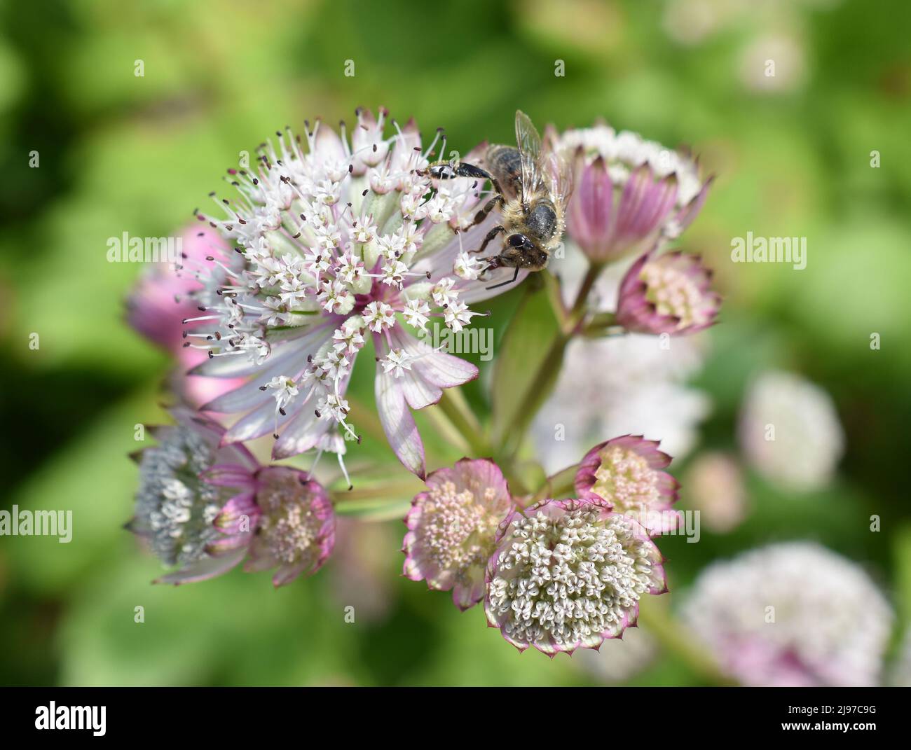 Ape di miele che raccoglie il polline in un'astrantia grande fiore del masterwort Foto Stock