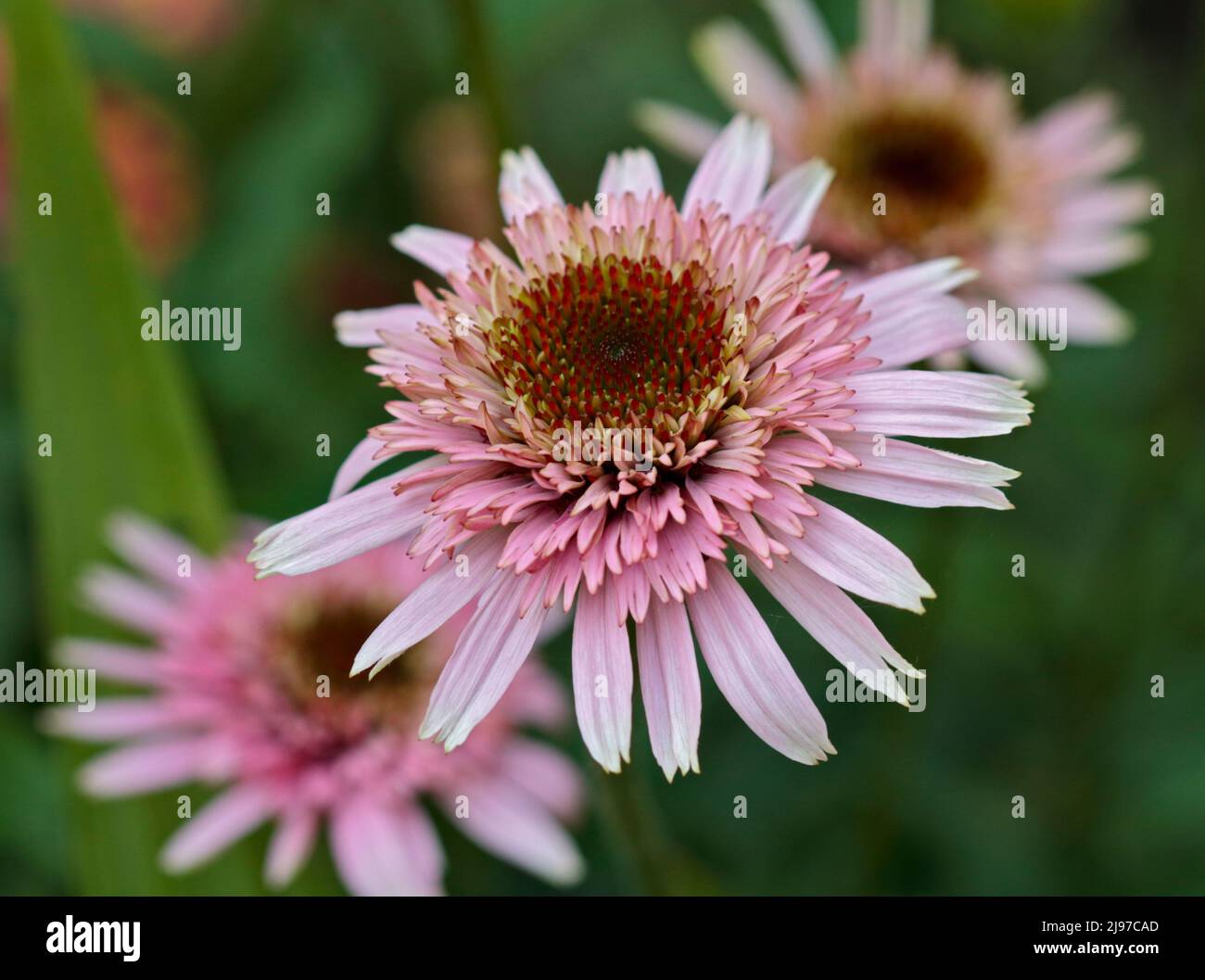 Echinacea Cherry lanugine (Coneflower) Foto Stock