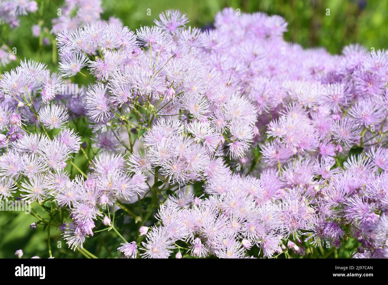 Primo piano sul prato rue Thalictrum fiori rosa Foto Stock