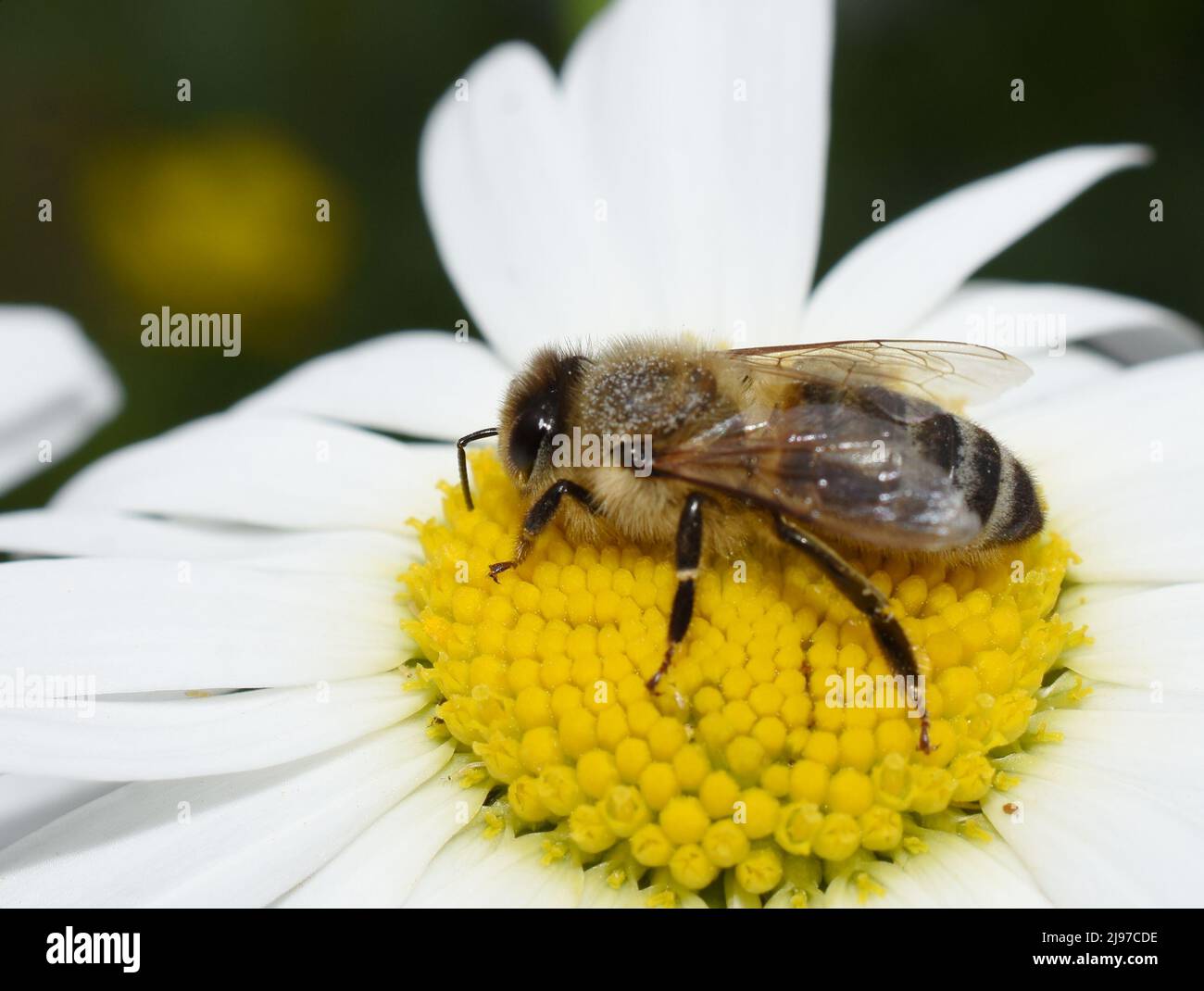 API mellifera di miele europeo su un fiore a margherita Foto Stock