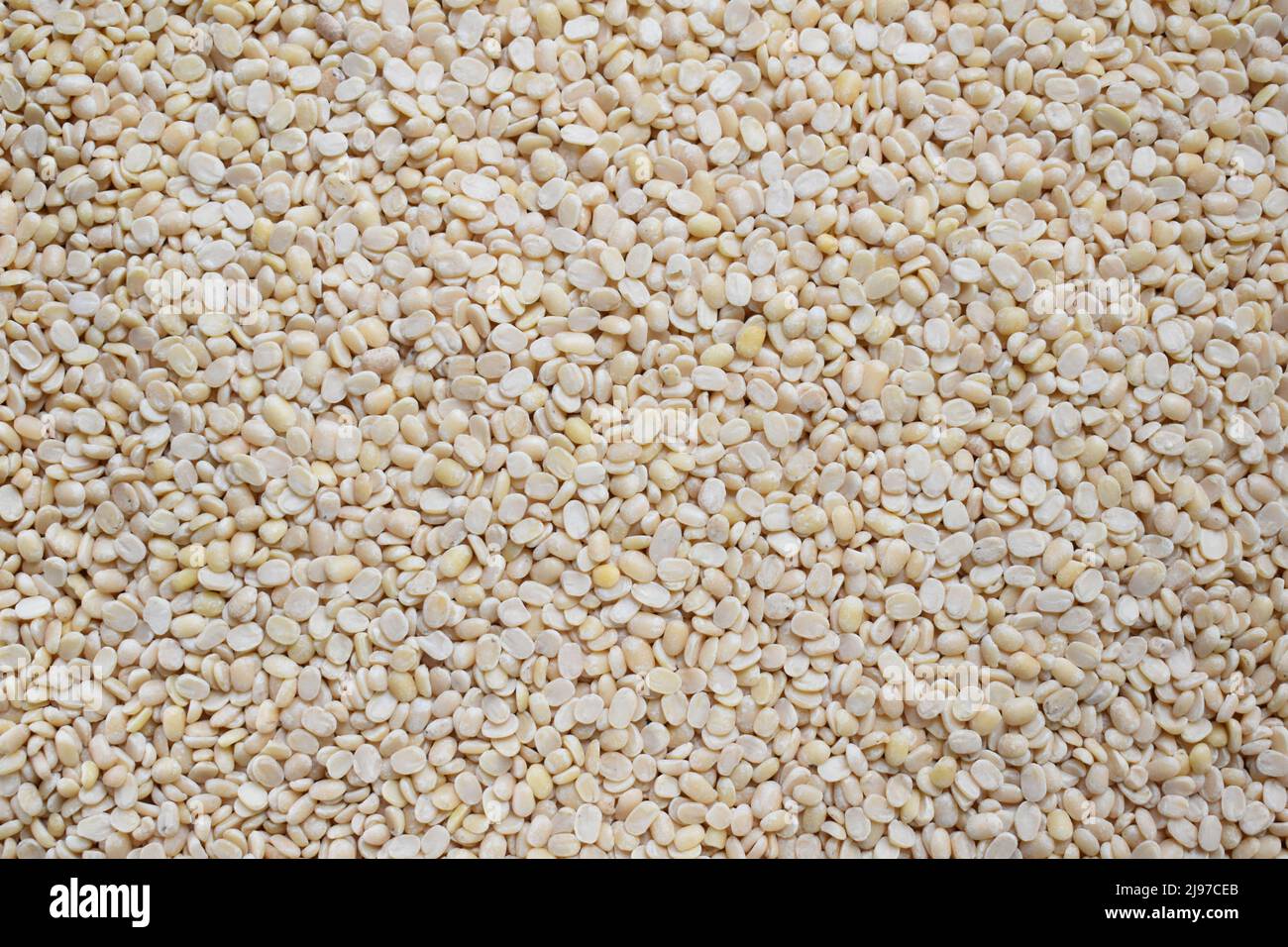 Lenticchie bianche URAD gregge ed essiccate Foto Stock