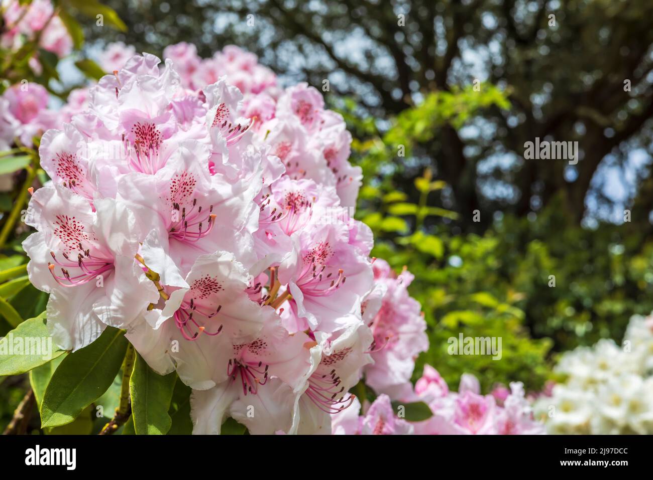Primo piano di un grande gruppo di delicati fiori rosa di rododendro. Foto Stock