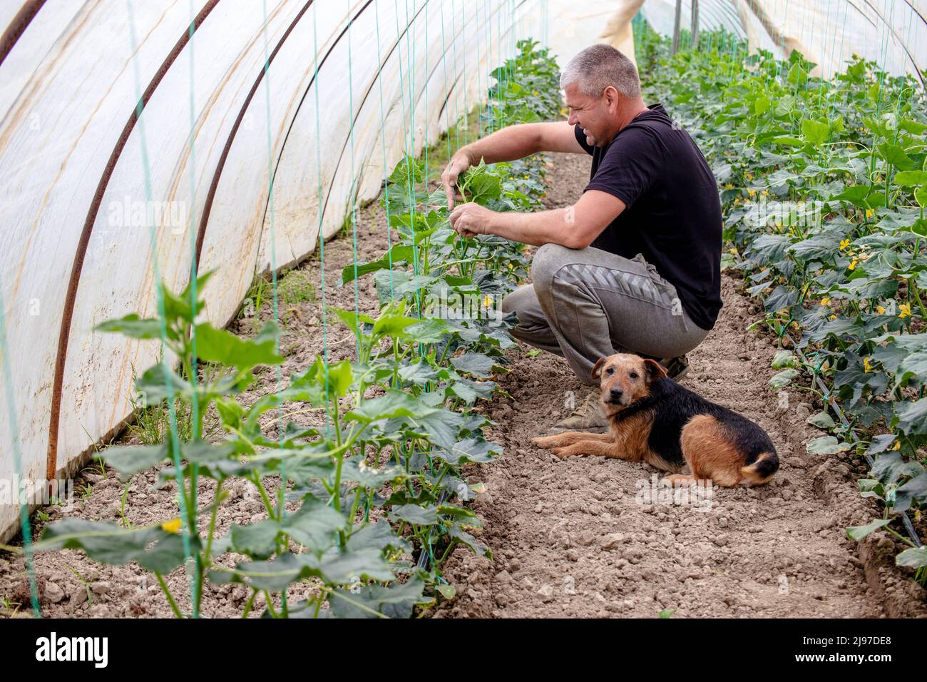 Agricoltore esperto che lavora nella serra, legando e controllando la crescita di piante di cetrioli con l'aiuto del suo fedele cane terrier. Foto Stock