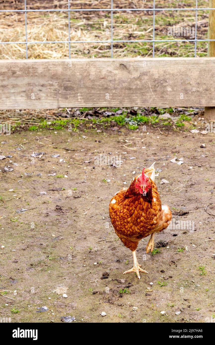 Un pollo da cortile cammina verso la macchina fotografica. Foto Stock