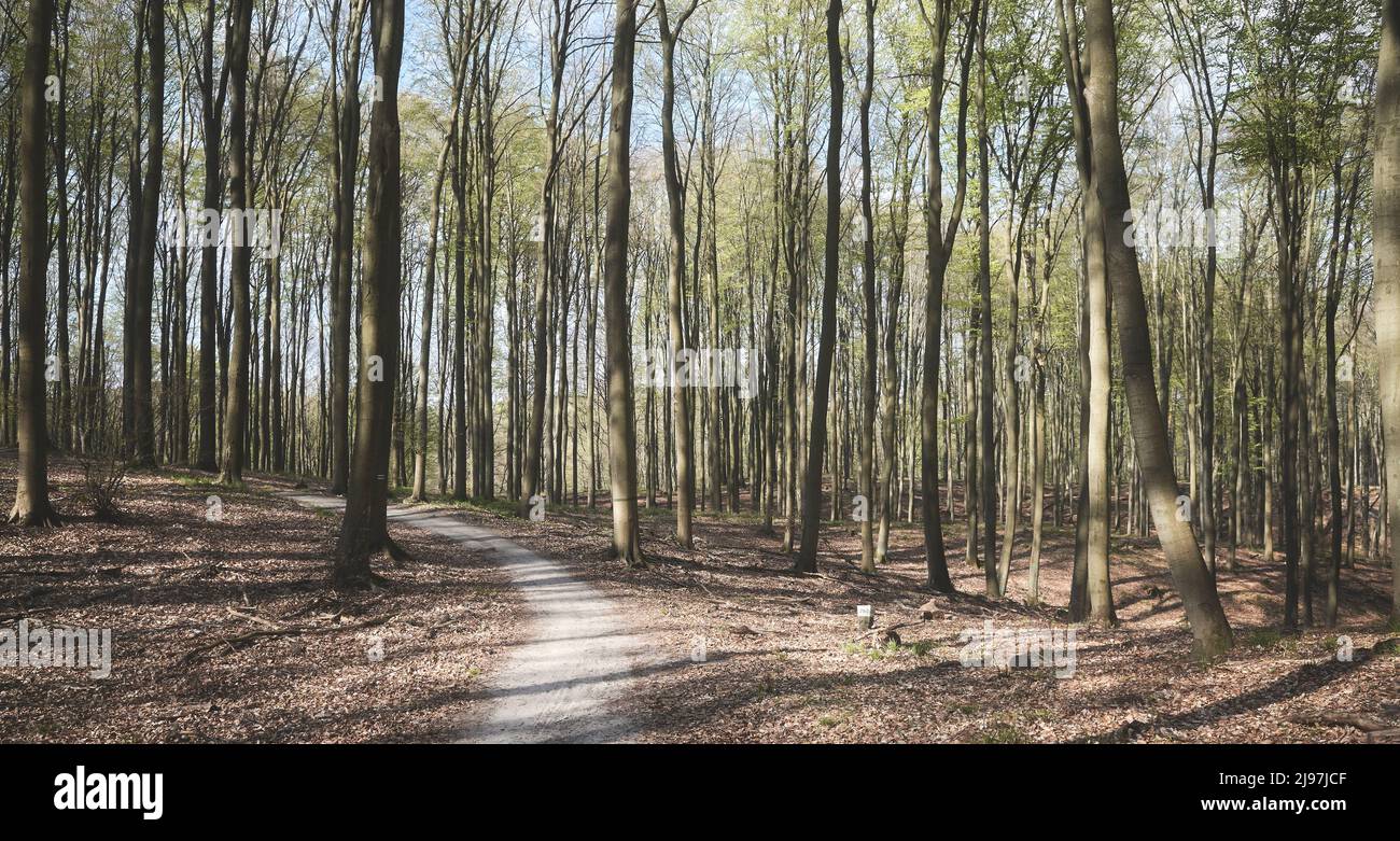 Percorso in una vecchia foresta, applicazione di tonalità di colore. Foto Stock