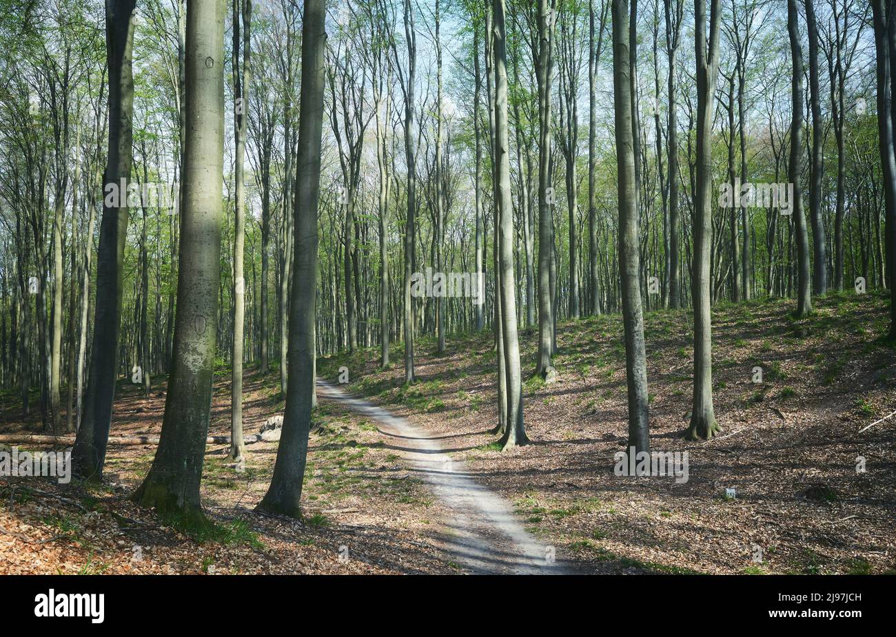 Percorso in una vecchia foresta, applicazione di tonalità di colore. Foto Stock