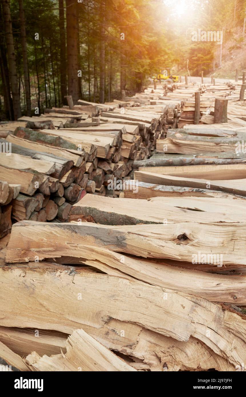 Pezzi di alberi tagliati in una foresta di montagna, deforestazione concetto. Foto Stock