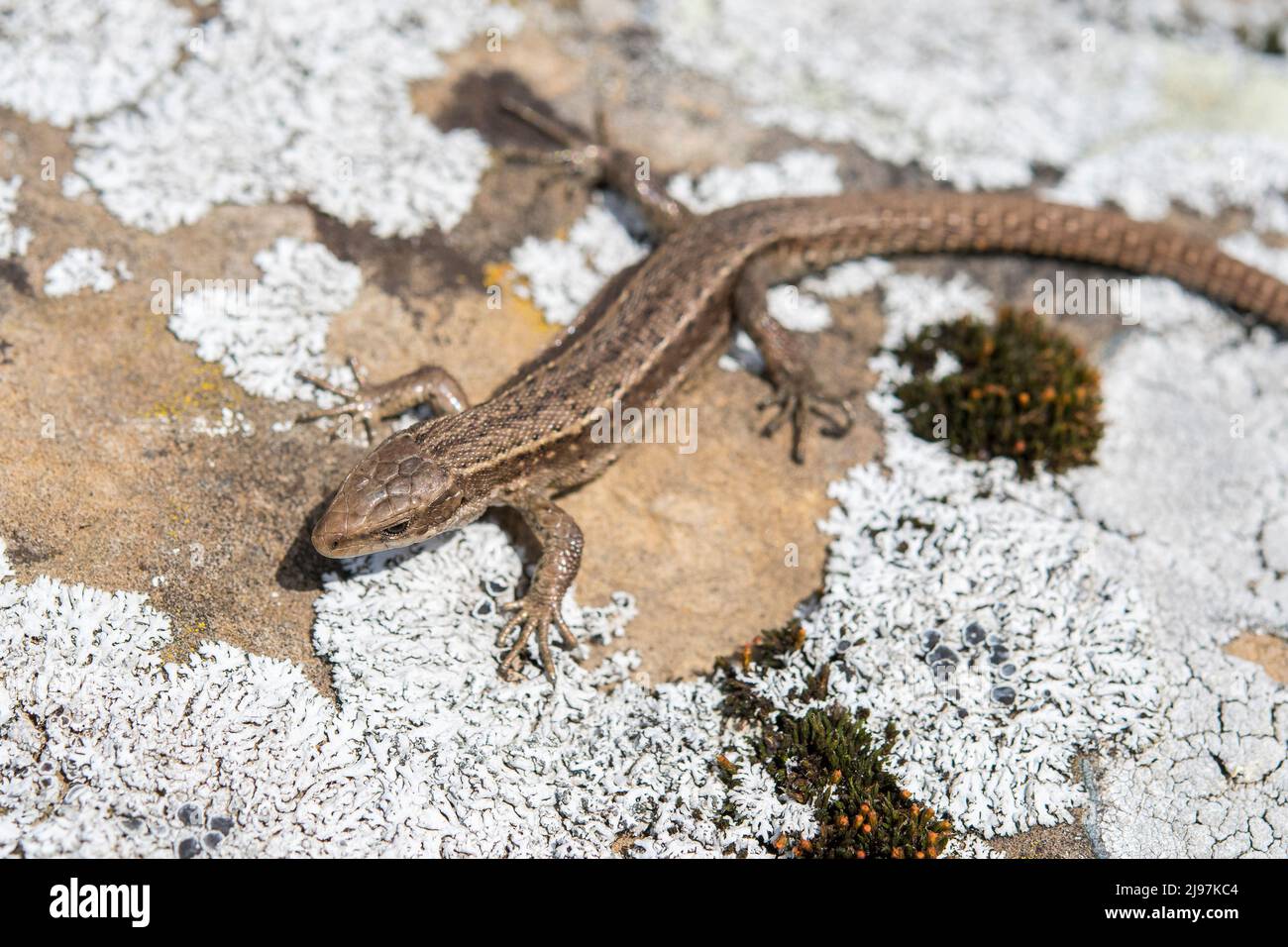 La lucertola vivipara, o lucertola comune, (Zootoca vivipara, ex Lacerta vivipara), è una lucertola eurasiatica. Foto Stock