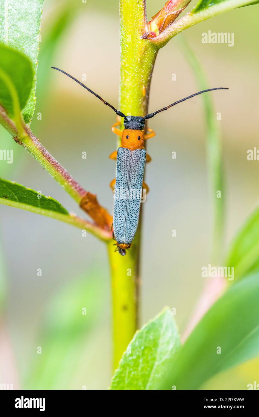 L'oculata è un uccello della famiglia degli Psittannidae. Foto Stock