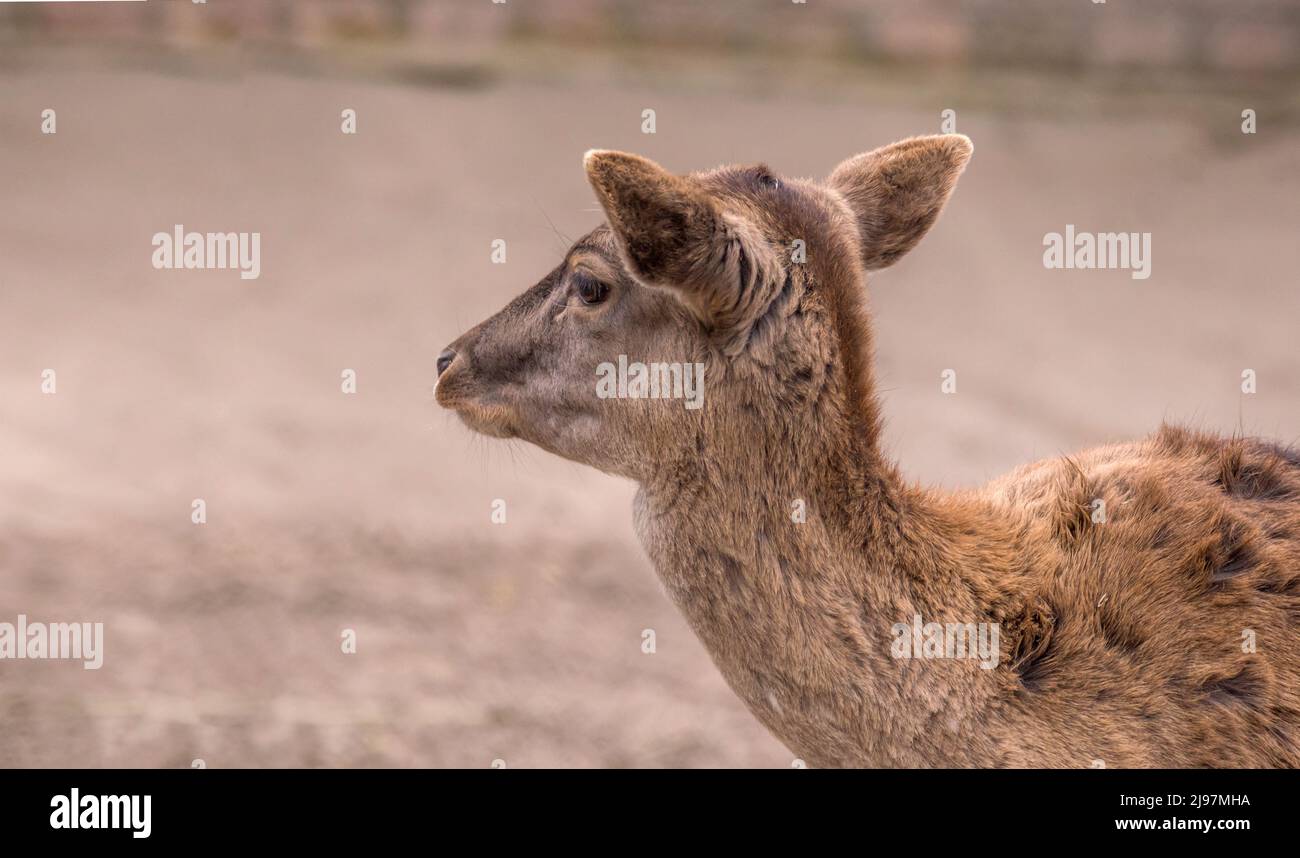 Immagine artiodactic timidi animali giovani caprioli ritratto Foto Stock