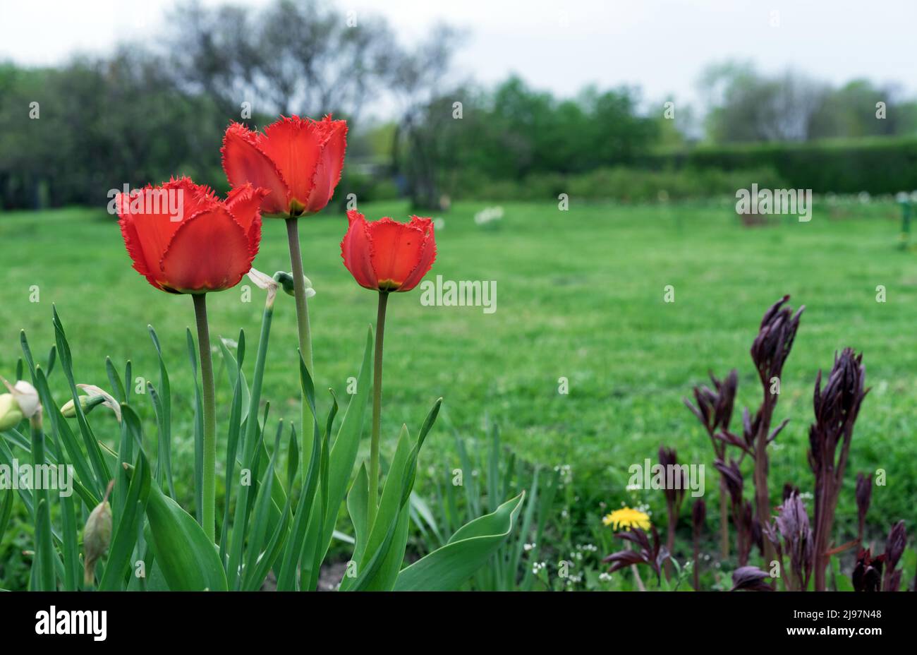 Nel giardino primaverile fioriscono tre tulipani rossi terrosi. Fioritura dei tulipani di Gesner. Prima primavera fiori. Foto Stock