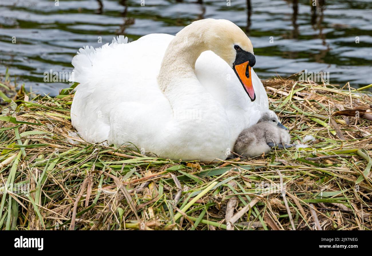 East Lothian, Scozia, Regno Unito, maggio 21st 2022. UK Meteo: Il cigno muto protegge i cigneti appena covati da un vento freddo. Questa femmina muta cognetti di cigno ha schiusa questa mattina. La mamma le spalma le ali per coprire i giovani, con questi due dall'altro lato protetti dal suo corpo dalla brezza fredda Foto Stock