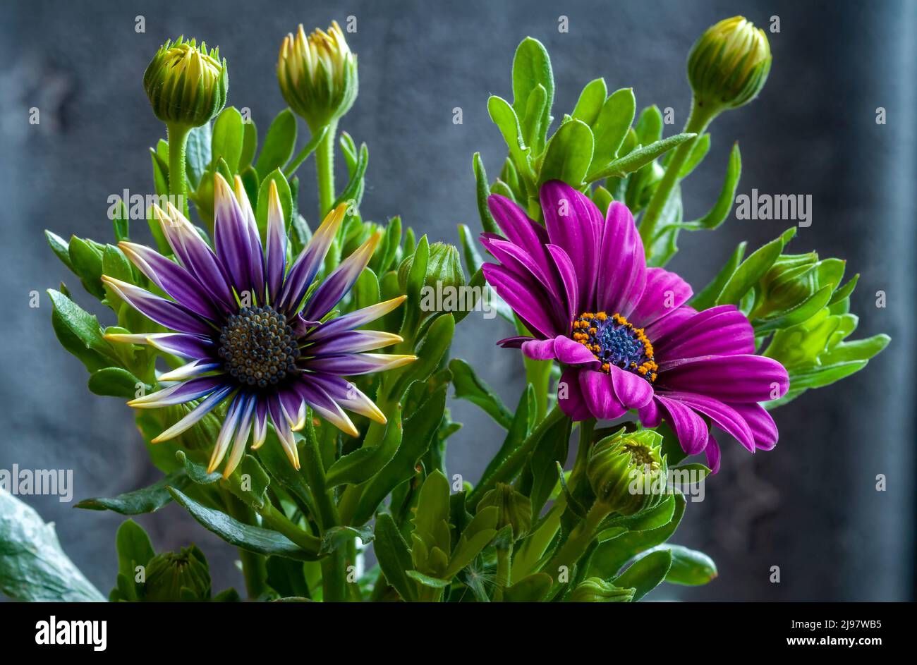 Daisy fiore africano in tonalità di viola, Osteospermum ecklonis, daisy alpino, macro Foto Stock