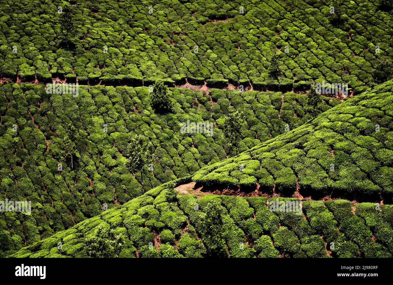 Paesaggio con cespugli verdi di fila e alberi vicino strada di campagna girare a Tea piantagioni al tramonto a Munnar, Kerala, India Foto Stock