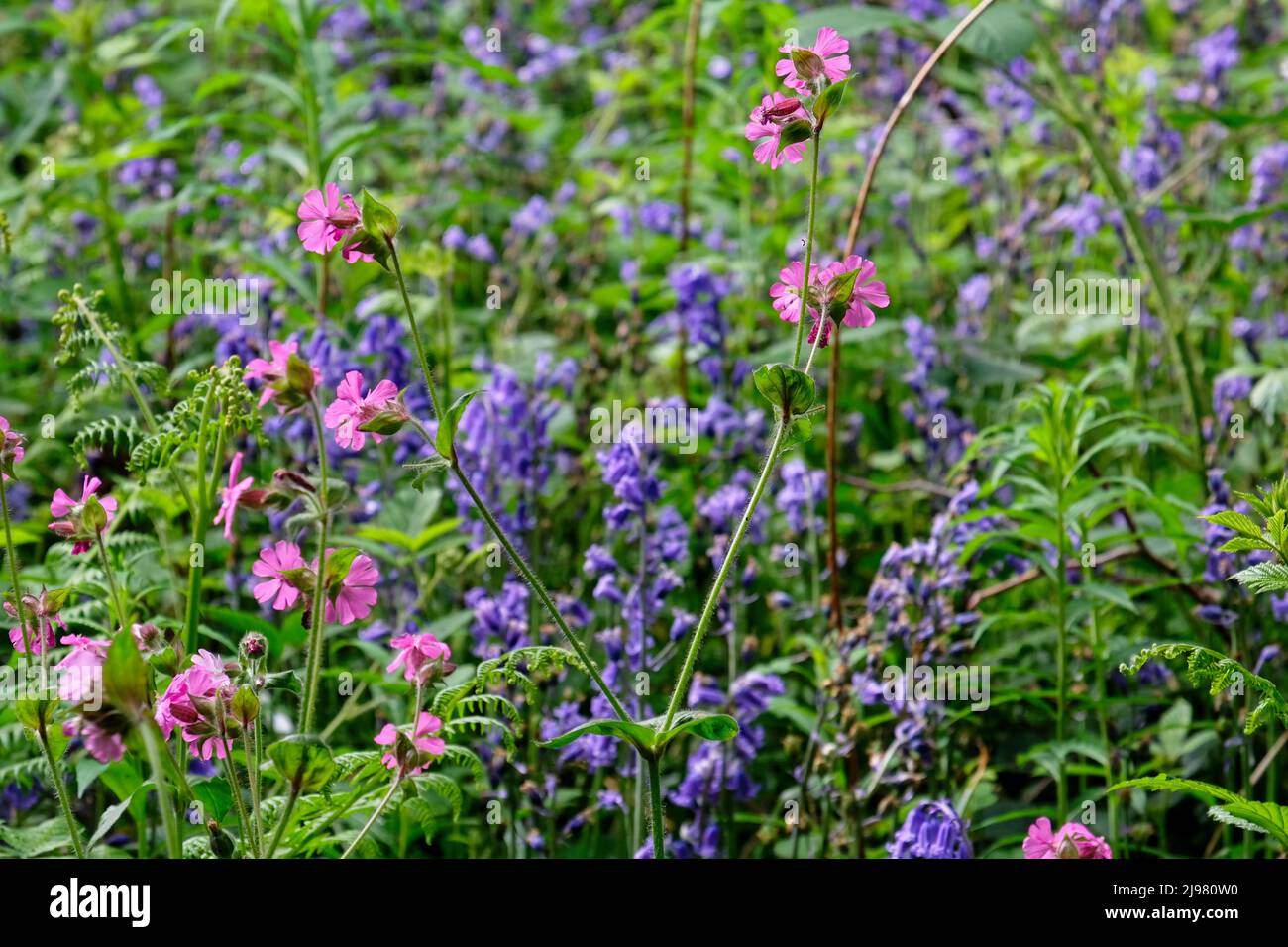 Boschi di Hem Heath Foto Stock