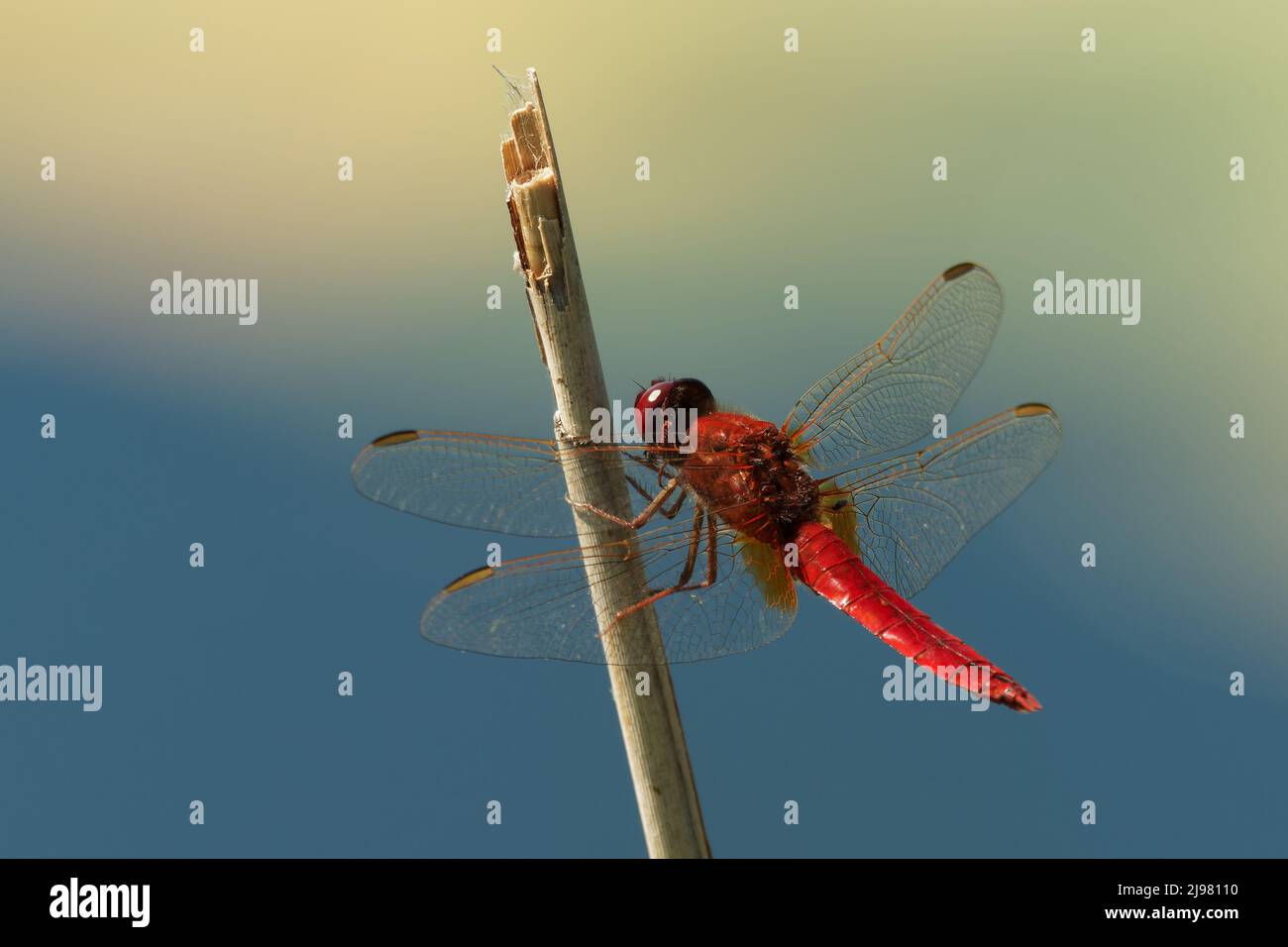 Scarlatto Dragonfly Crocothemis eritraea - specie di dragonfly di colore rosso nei Libellulidae. I suoi nomi comuni includono scarlatto ampio, scarlatto comune Foto Stock