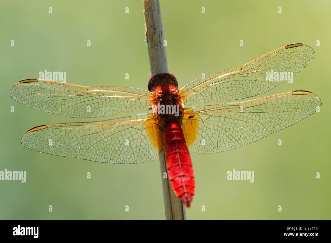 Scarlatto Dragonfly Crocothemis eritraea - specie di dragonfly di colore rosso nei Libellulidae. I suoi nomi comuni includono scarlatto ampio, scarlatto comune Foto Stock