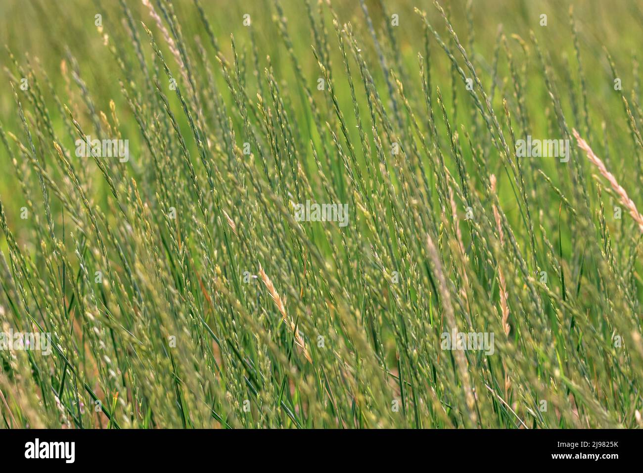 Sfondo immagine spikelets verde della natura selvaggia erba Foto Stock
