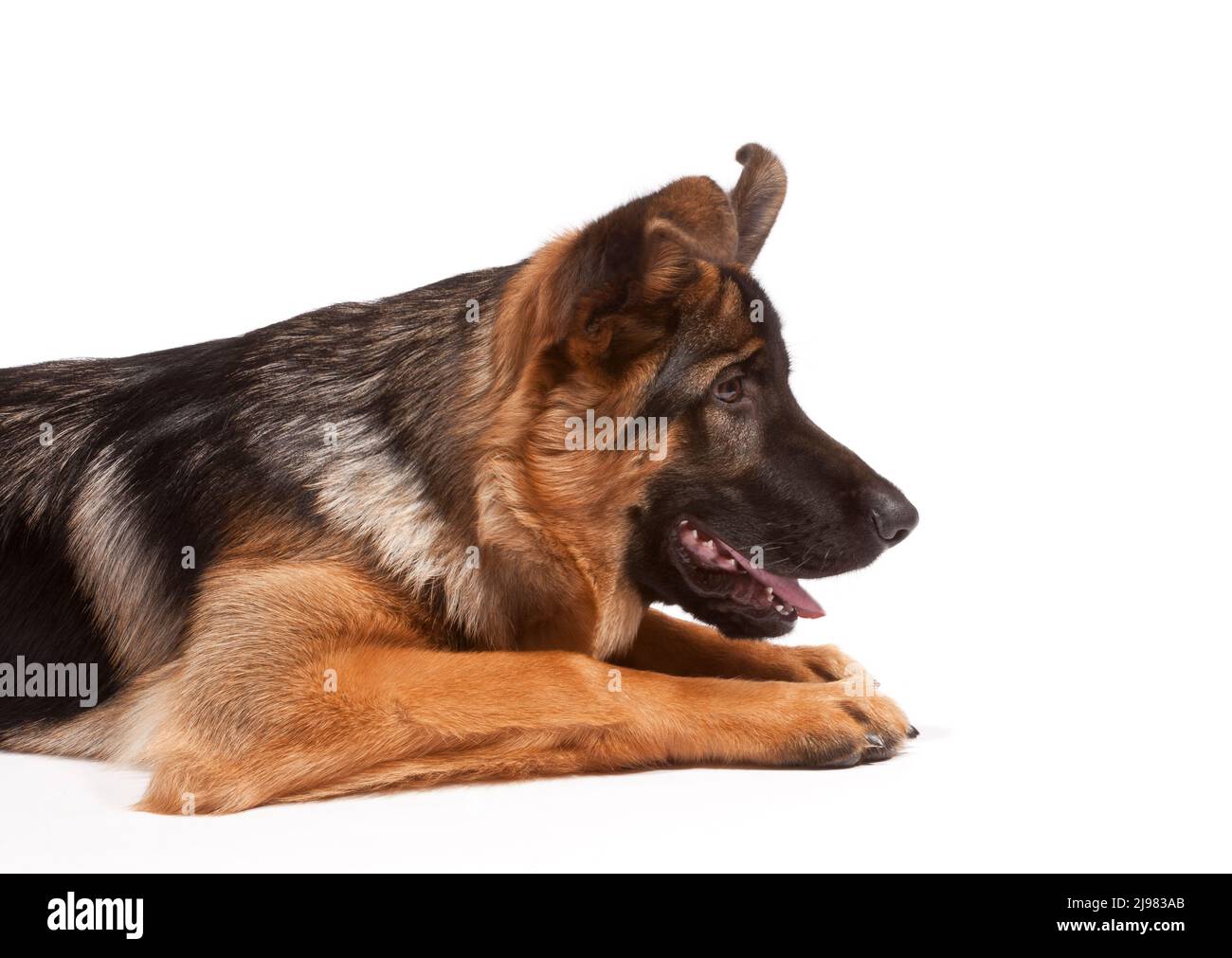 Cane Pastore Tedesco di 21 settimane Foto Stock