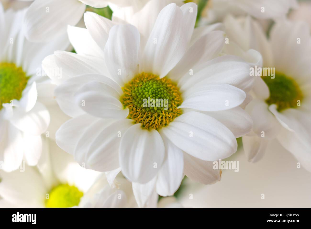 Bouquet di crisantemi bianchi su sfondo chiaro. Foto Stock