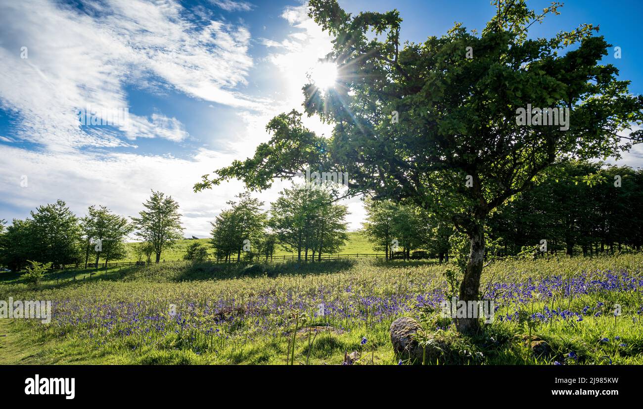 Bluebells a Holwell Lawn, Dartmoor Foto Stock