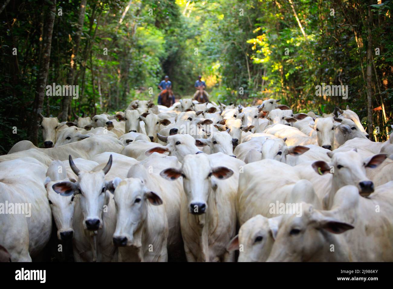 Mandria di bestiame condotta da allevatori di cavalli in una fattoria nello Stato di Pará, Amazzonia, Brasile. Foto Stock