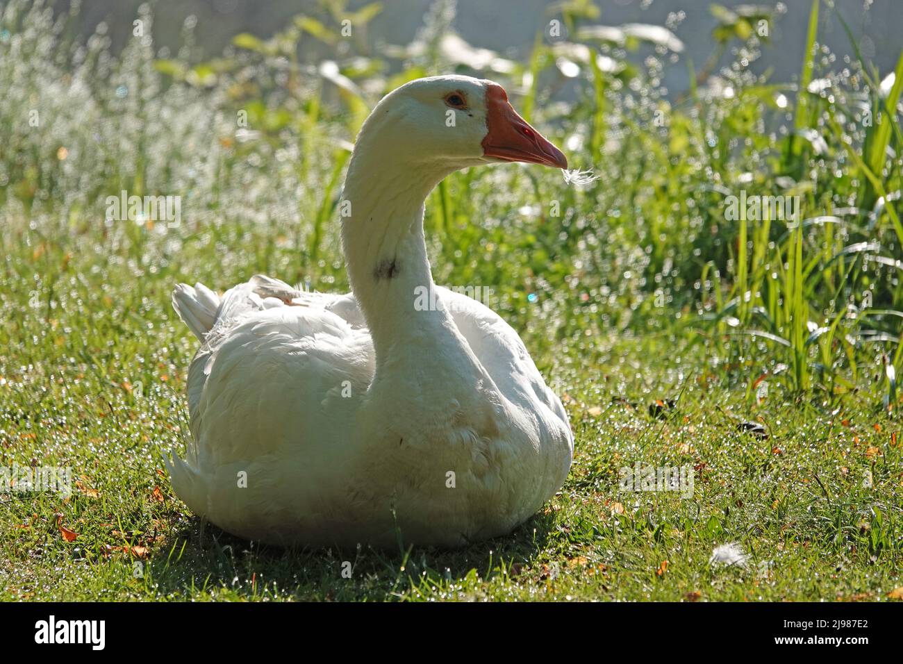 Oca bianca cinese seduta in erba guardando la macchina fotografica. È probabilmente una femmina poiché la manopola alla parte superiore del suo becco è meno prominente.questo fa Foto Stock