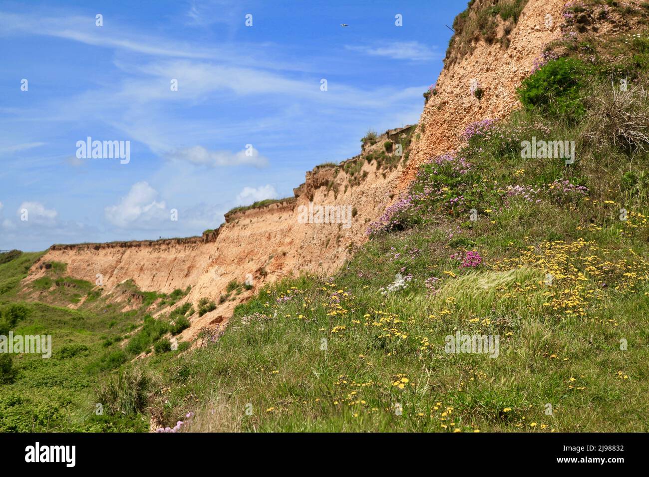 Spiaggia di Barton sul Mare e lungomare con fiori selvatici. Maggio 2022 Foto Stock