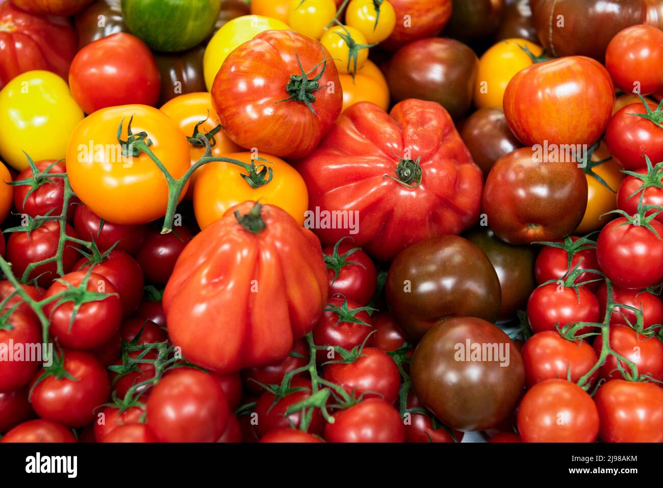 Selezione di varietà di pomodori Foto Stock