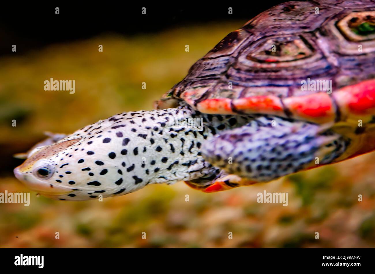 Un terrapina di diamondback (Malaclemys terrapin) nuota in un acquario al laboratorio di mare e all'estuario dell'isola di Dauphin, 29 giugno 2021, nell'isola di Dauphin, Alabama. Foto Stock