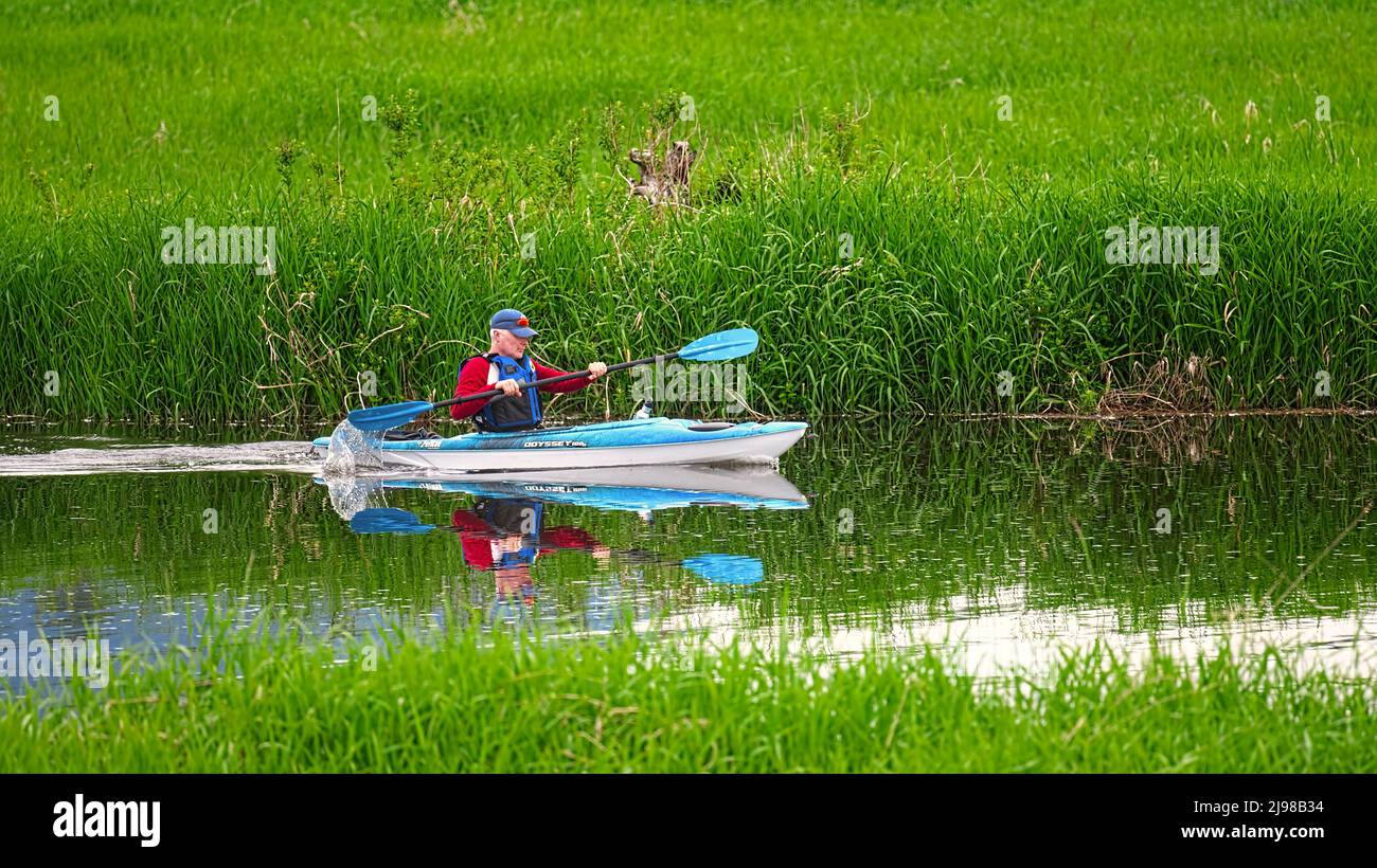 L'uomo che indossa una camicia rossa, un cappello da palla blu e una giacca a vita blu pagella un kayak blu e bianco lungo un fiume lussureggiante e alberato. Lower Mainland, B. C., Canada. Foto Stock
