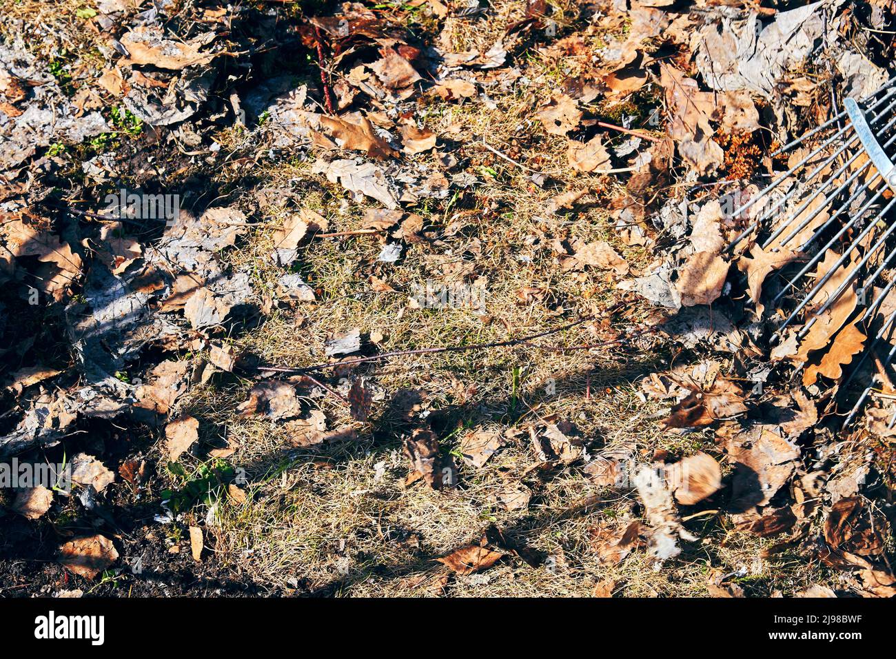 Un rastrello in ferro pulisce il fogliame autunnale a terra nel cortile. Giardinaggio e pulizia sfondi Foto Stock