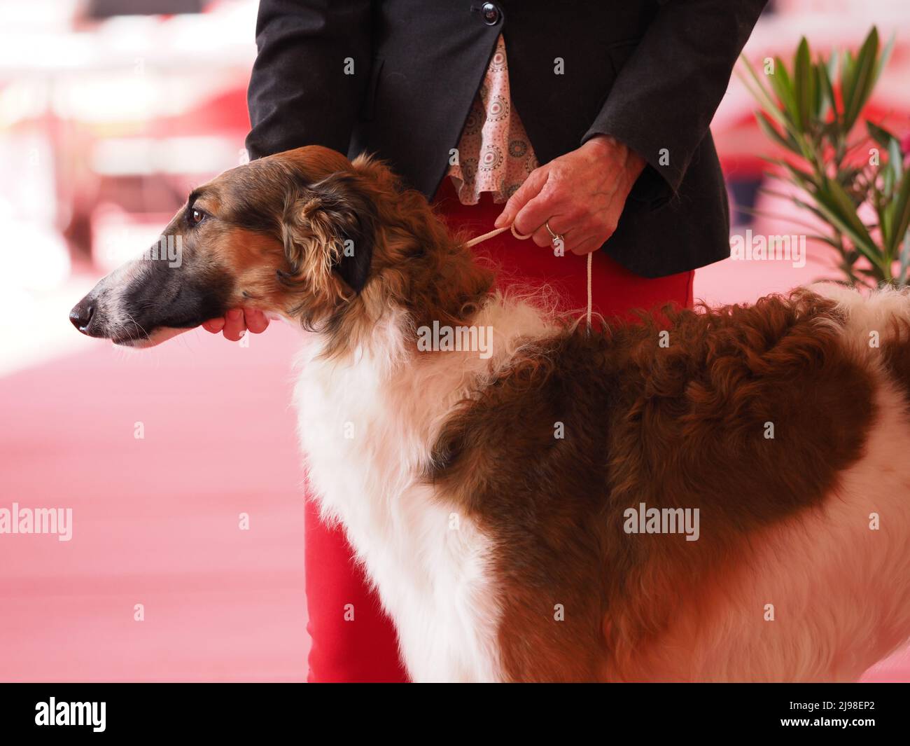 Testa Borzoi , levriero russo marrone e bianco con il suo proprietario in mostra Foto Stock