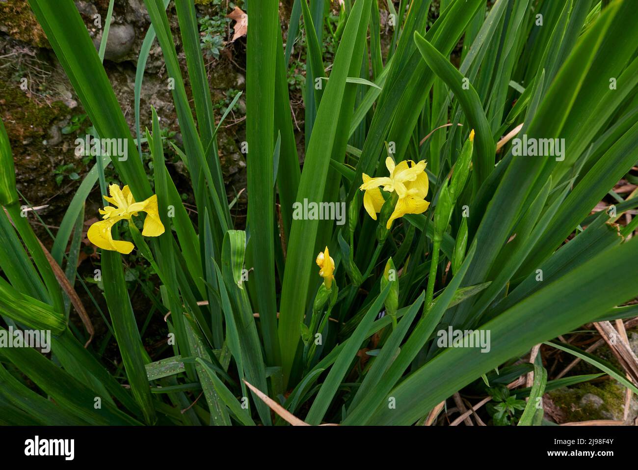 Iris pseudacorus fiori gialli Foto Stock