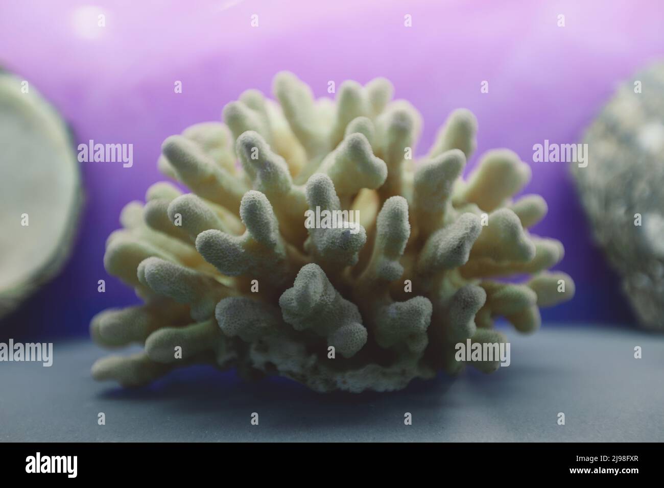 Immagini interessanti della fauna marina del Mar Rosso espone vicino al forte di Qaitbay sul porto orientale di Alessandria, in Egitto Foto Stock