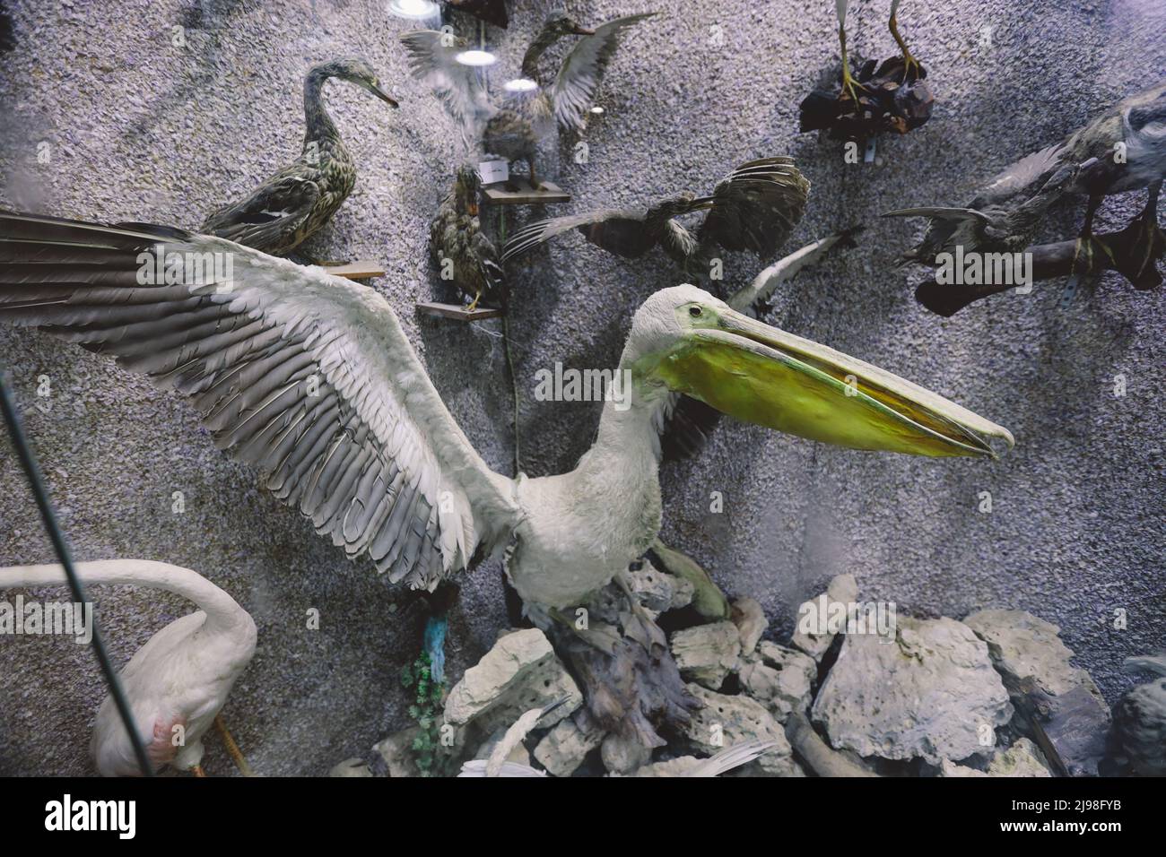 Immagini interessanti della fauna marina del Mar Rosso espone vicino al forte di Qaitbay sul porto orientale di Alessandria, in Egitto Foto Stock