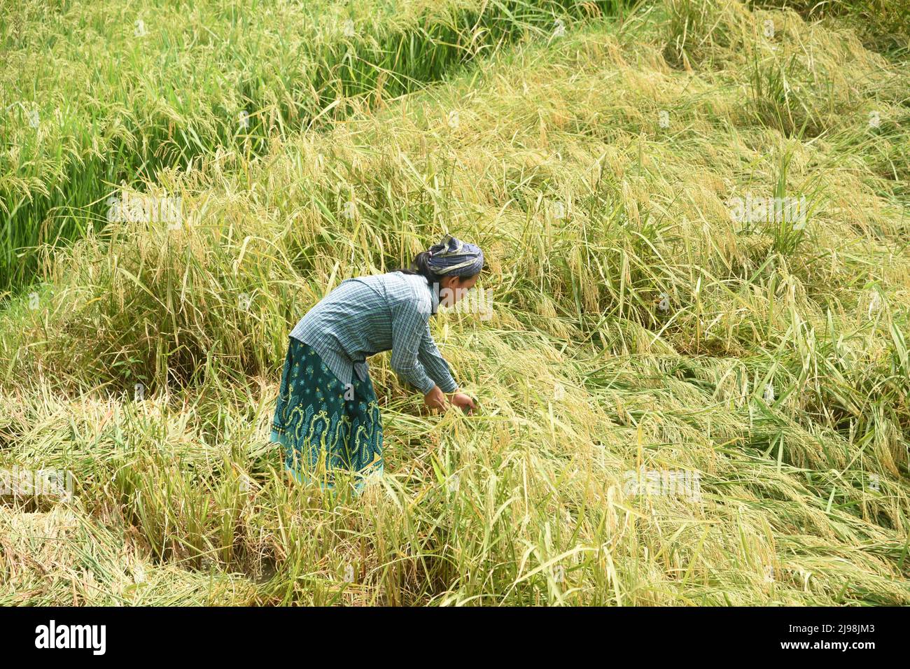 Collezione Paddy Foto Stock