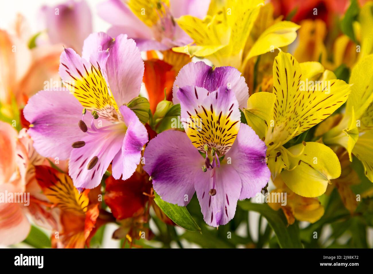 Bouquet di fiori di alstroemeria, da vicino su sfondo bianco Foto Stock